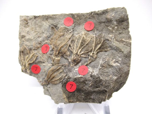 Gilmore City Iowa Crinoid #104