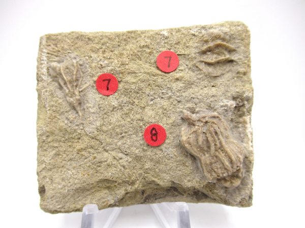 Gilmore City Iowa Crinoid #93