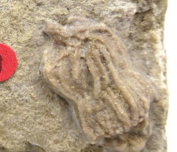 Gilmore City Iowa Crinoid #93 - Image 3