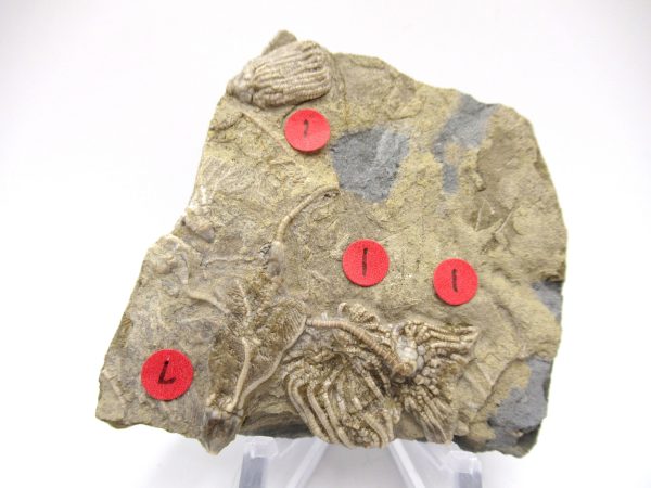 Gilmore City Iowa Crinoid #95