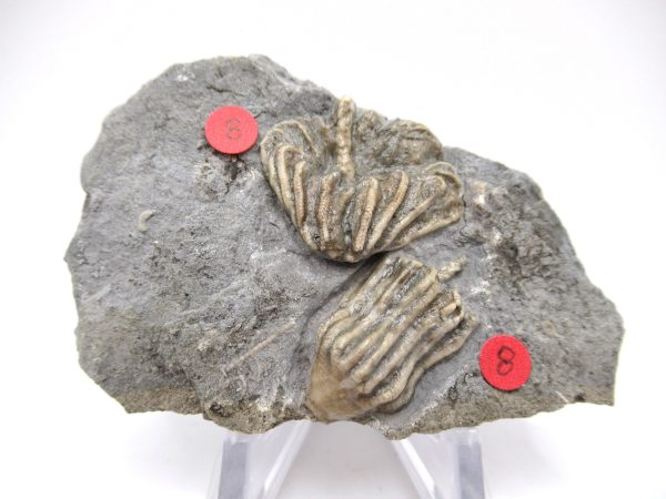 Gilmore City Iowa Crinoid #97