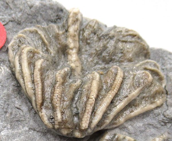 Gilmore City Iowa Crinoid #97 - Image 3