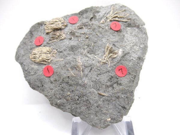 Gilmore City Iowa Crinoid #98