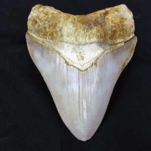 Megalodon Teeth