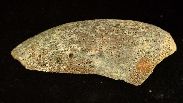 Genuine Cretaceous Sauropod Dinosaur Claw from Morocco For Sale #7