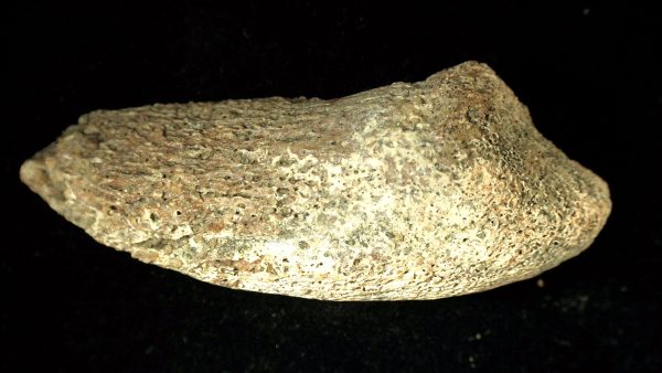 Genuine Cretaceous Sauropod Dinosaur Claw from Morocco For Sale #7b