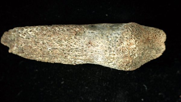 Genuine Cretaceous Sauropod Dinosaur Claw from Morocco For Sale #7c