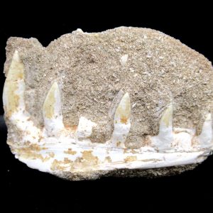 Genuine Eocene Age Fossil Enchodus Fish Jaw For Sale from Morocco #1