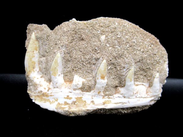 Genuine Eocene Age Fossil Enchodus Fish Jaw For Sale from Morocco #1