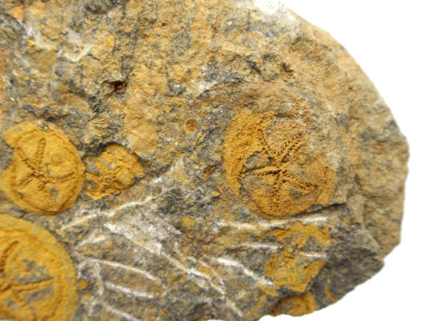 Genuine Ordovician Age Edrioasteroid for sale from Morocco #10b