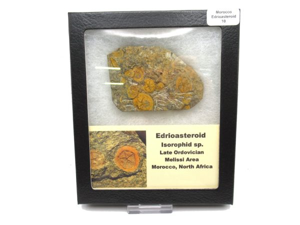 Genuine Ordovician Age Edrioasteroid for sale from Morocco #10c