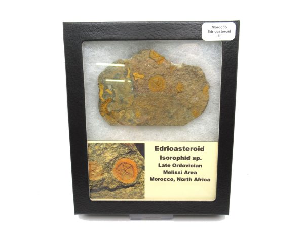 Genuine Ordovician Age Edrioasteroid for sale from Morocco #11b