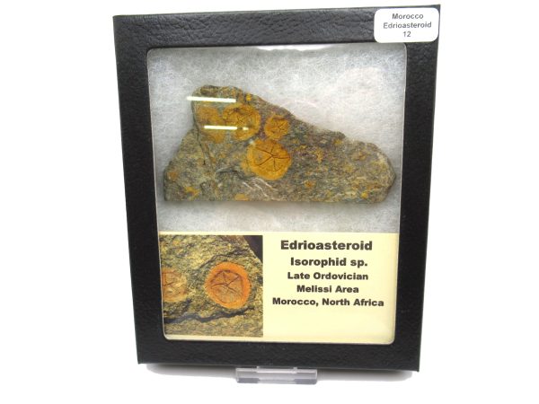 Genuine Ordovician Age Edrioasteroid for sale from Morocco #12b