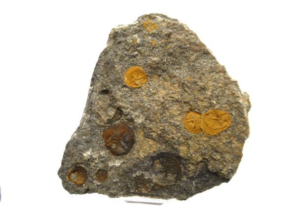 Genuine Ordovician Age Edrioasteroid for sale from Morocco #13