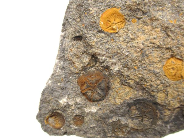 Genuine Ordovician Age Edrioasteroid for sale from Morocco #13a