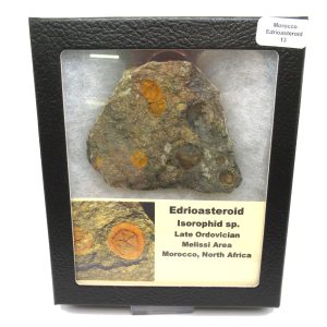 Genuine Ordovician Age Edrioasteroid for sale from Morocco #13c