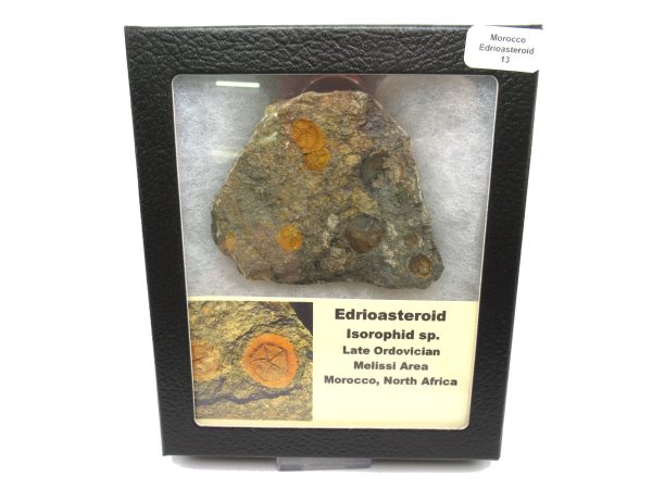 Genuine Ordovician Age Edrioasteroid for sale from Morocco #13c