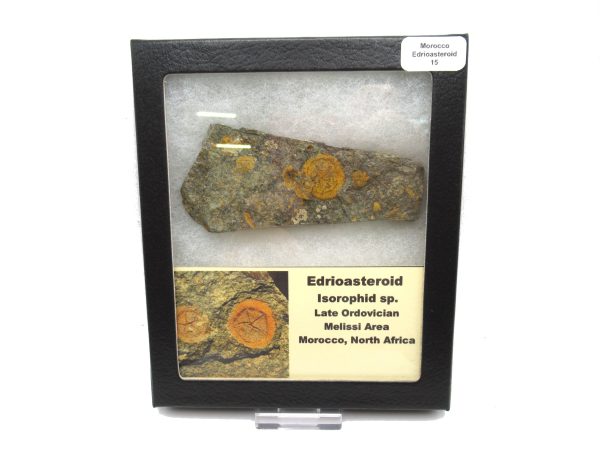 Genuine Ordovician Age Edrioasteroid for sale from Morocco #15b