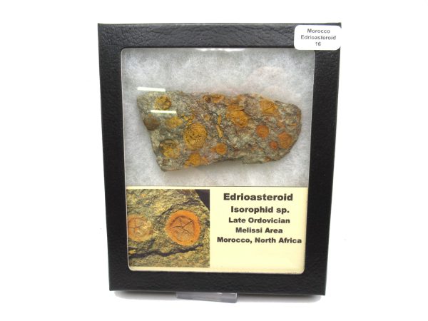 Genuine Ordovician Age Edrioasteroid for sale from Morocco #16c