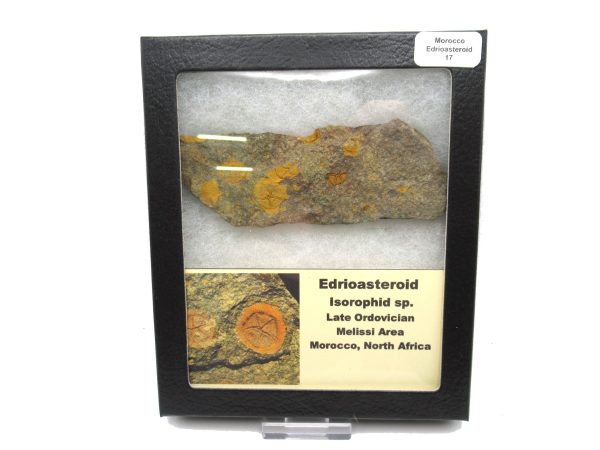 Genuine Ordovician Age Edrioasteroid for sale from Morocco #17c