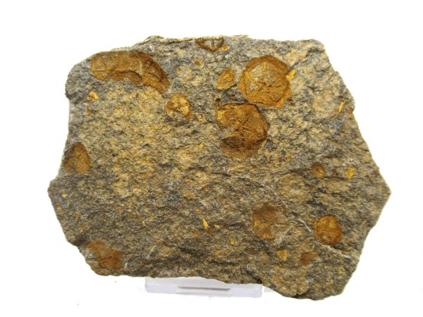 Genuine Ordovician Age Edrioasteroid for sale from Morocco #18