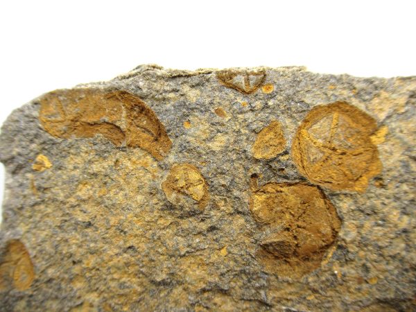 Genuine Ordovician Age Edrioasteroid for sale from Morocco #18a