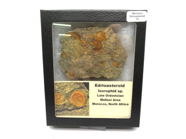 Genuine Ordovician Age Edrioasteroid for sale from Morocco #18c