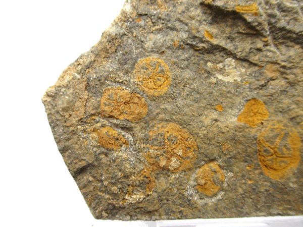 Genuine Ordovician Age Edrioasteroid for sale from Morocco #19a