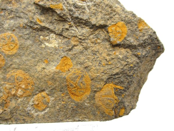 Genuine Ordovician Age Edrioasteroid for sale from Morocco #19b