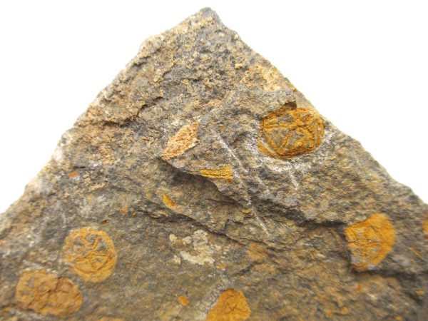 Genuine Ordovician Age Edrioasteroid for sale from Morocco #19c