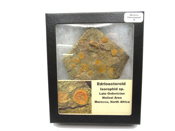 Genuine Ordovician Age Edrioasteroid for sale from Morocco #19d