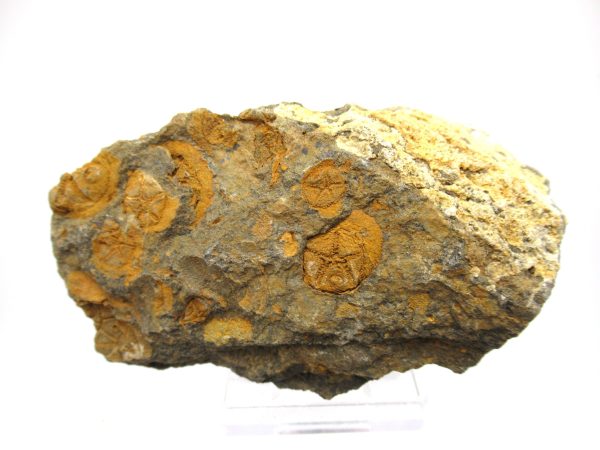 Genuine Ordovician Age Edrioasteroid for sale from Morocco #20