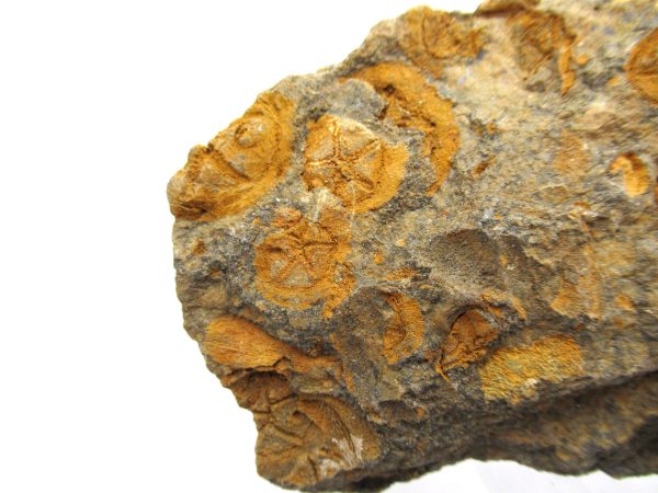 Genuine Ordovician Age Edrioasteroid for sale from Morocco #20a