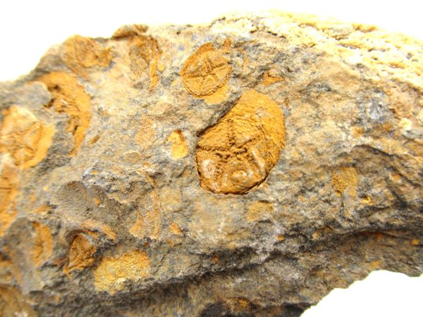 Genuine Ordovician Age Edrioasteroid for sale from Morocco #20b