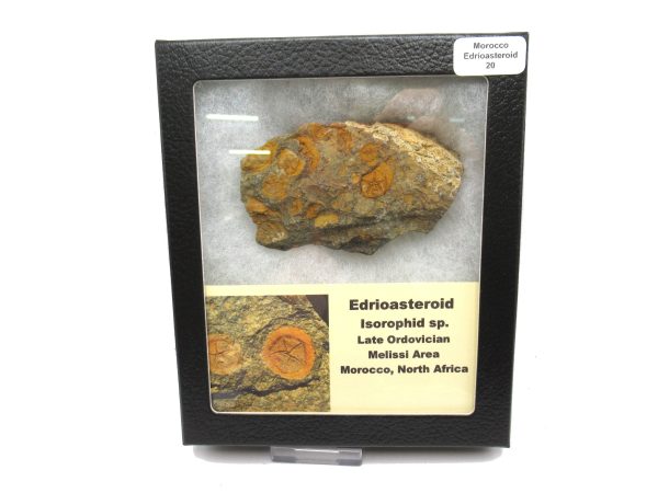 Genuine Ordovician Age Edrioasteroid for sale from Morocco #20c