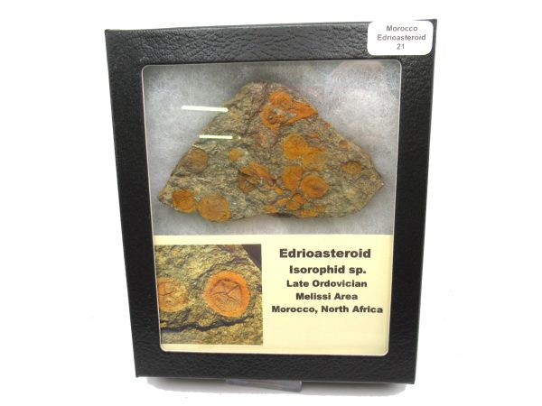 Genuine Ordovician Age Edrioasteroid for sale from Morocco #21d