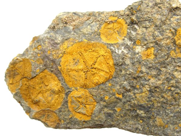 Genuine Ordovician Age Edrioasteroid for sale from Morocco #2a