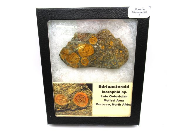 Genuine Ordovician Age Edrioasteroid for sale from Morocco #2