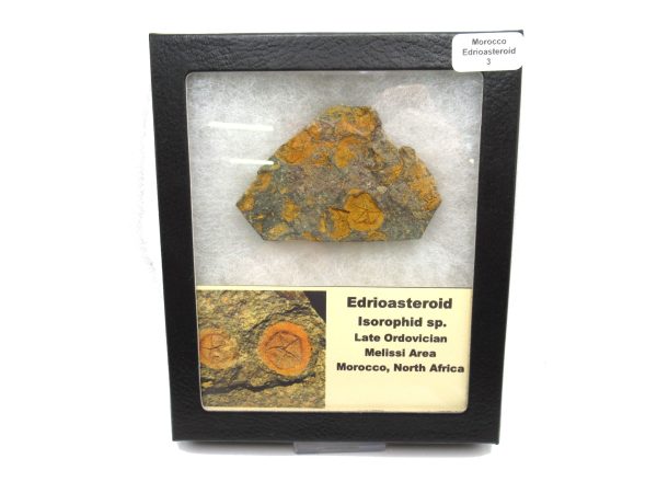 Genuine Ordovician Age Edrioasteroid for sale from Morocco #3c