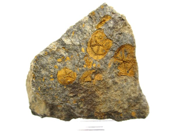 Genuine Ordovician Age Edrioasteroid for sale from Morocco #4