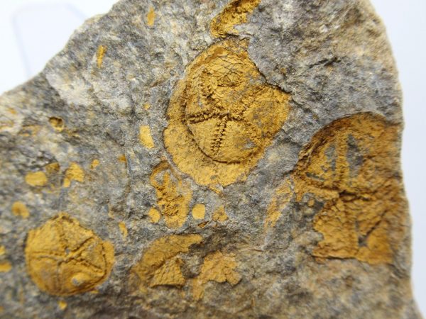 Genuine Ordovician Age Edrioasteroid for sale from Morocco #4a