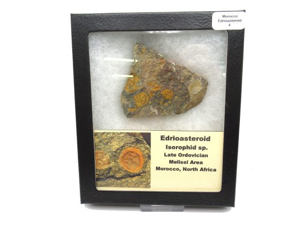 Genuine Ordovician Age Edrioasteroid for sale from Morocco #4b