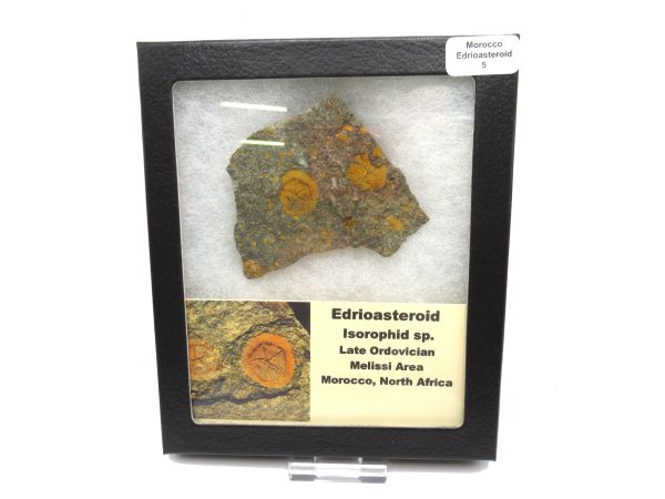 Genuine Ordovician Age Edrioasteroid for sale from Morocco #5b