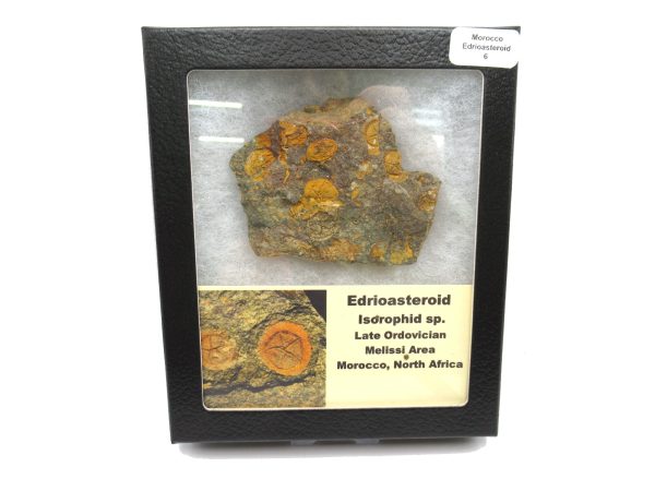 Genuine Ordovician Age Edrioasteroid for sale from Morocco #6c