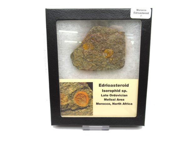 Genuine Ordovician Age Edrioasteroid for sale from Morocco #7b