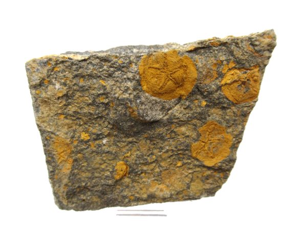 Genuine Ordovician Age Edrioasteroid for sale from Morocco #8