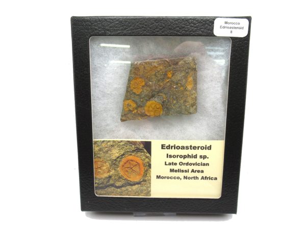 Genuine Ordovician Age Edrioasteroid for sale from Morocco #8b