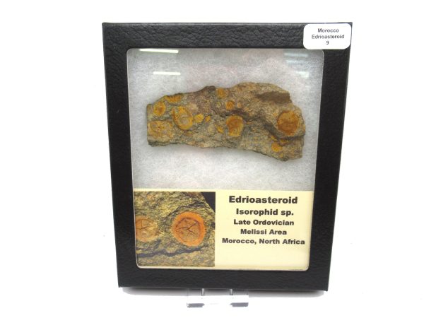 Genuine Ordovician Age Edrioasteroid for sale from Morocco #9c