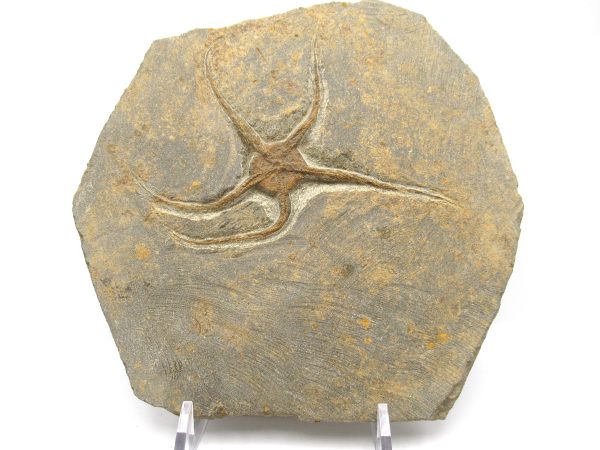 Genuine Ordovician Age Ophiura Brittle Starfish Fossil For Sale from Morocco #12