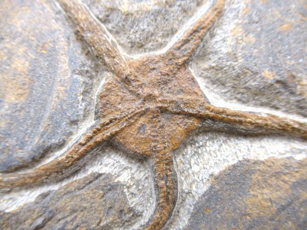 Genuine Ordovician Age Ophiura Brittle Starfish Fossil For Sale from Morocco #12a